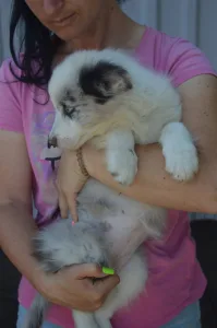 Border Collie - Zöld Nyakörv/ Slate Merle Szuka