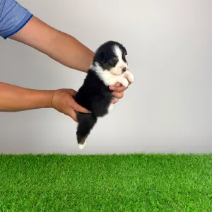 Australian Shepherd - Elany