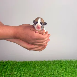 Pembroke Welsh Corgi - Yana