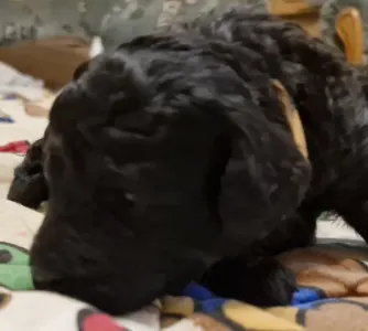 Pudeli de jucarie si pitici - Ada