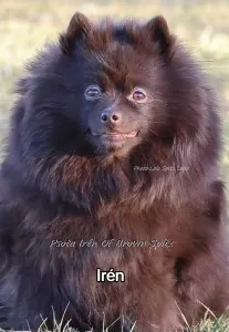 Deutscher Kleinspitz - Of Brown Spitz