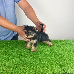 Yorkshire Terrier - Dora
