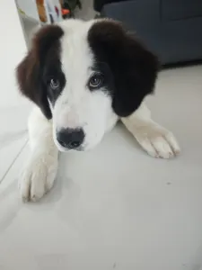 Landseer - Aiko