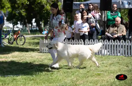 Golden Retriever - Gogas Pride
