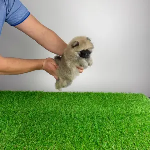 Pomeranian - Rolfie
