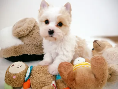 Yorkshire Terrier - Barley