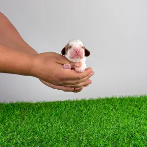 Кавалер кинг-чарльз-спаниель - Biggi