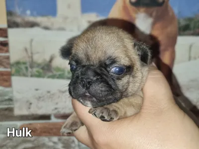 Buldog francuski - Hulk