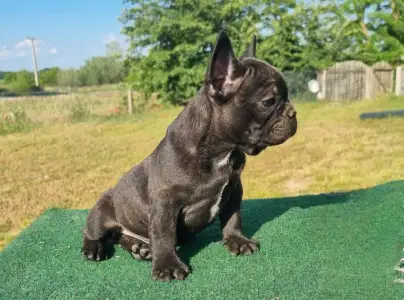 Bulldog francez - Ralf