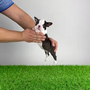 Бостон-терьер - Gessy