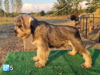 Schnauzer nain - Jim