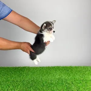 Welsh Corgi Pembroke - Chloe