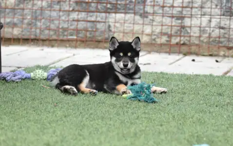 Shiba - Bravados Yasushi