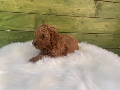 Poodle Miniature - Ruby