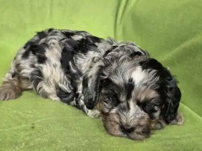 Cavapoo - Merlin