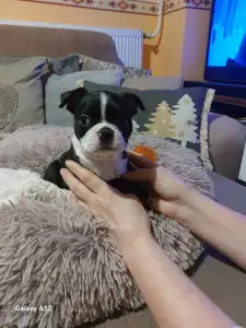 Boston Terrier - Táncos ( Dancer )