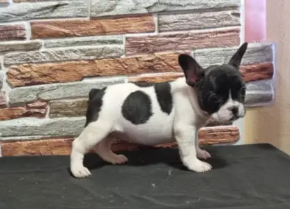 Bulldog francez - Isabel