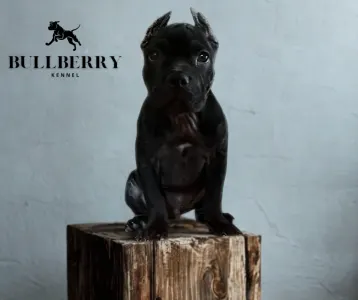 Amerikai Bully - Standard - Youngberry