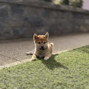 Shiba - Bravados Inori