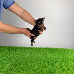 Yorkshire Terrier - Pancho