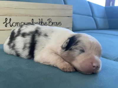 Australian Shepherd - Honour For The Brave....