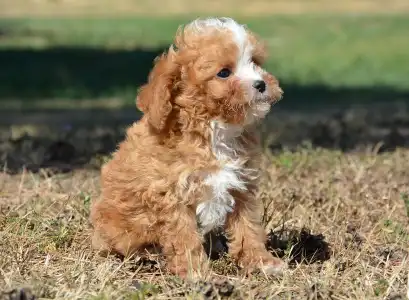 Cavapoo - Rolex( Toy Size)