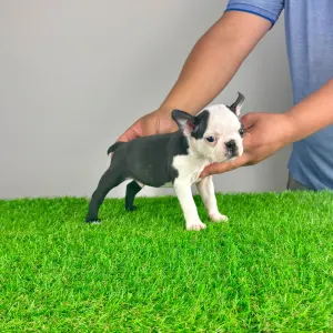 Boston Terrier - Yacco