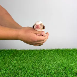 Cavalier King Charles Spaniel - Casey