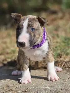 Miniatűr bullterrier - Piszok