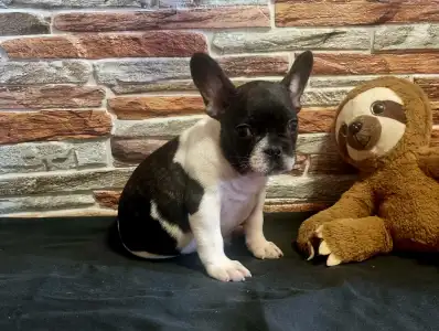 French Bulldog - Imobile