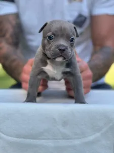 American Bully - Pocket - Rocky