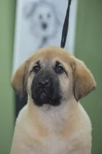 Central Asia Shepherd Dog - Jaku