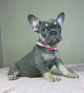 Bouledogue français - Dalma 