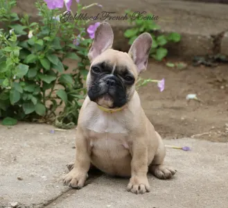 Francia bulldog - Bársonyka