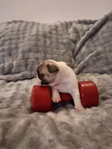 Bulldog francez - Hulk From Lilis Breed