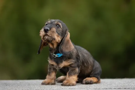 Jamnik - Pearls Of Seven Hills Bosco