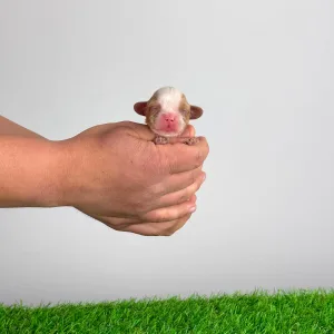 Cavalier King Charles Spaniel - Key