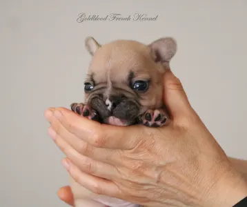 Französische Bulldogge - Ben