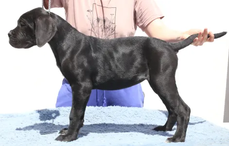 Cane Corso - Ciara