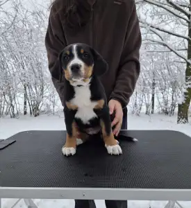 Great Swiss Mountain Dog - Jotunns Reach Astrid Nyx