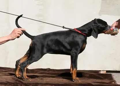 Dobermann - Piroska