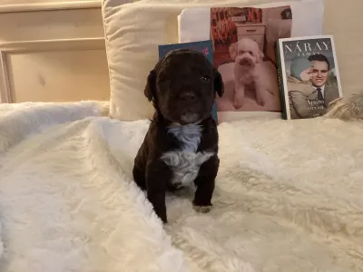 Chien d'eau romagnol - Bobby