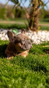 French Bulldog - Laura