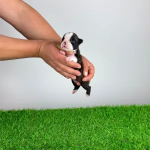 Boston Terrier - Halvor