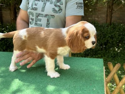 Cavalier King Charles Spaniel - Ashton