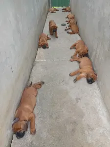 Kai - Tamatsu Amerci Daride Kennel