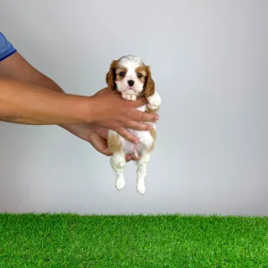 Cavalier King Charles spániel - Norbo