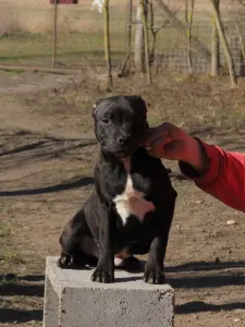 Staffordshire Bull Terrier - Dailos Slingblade