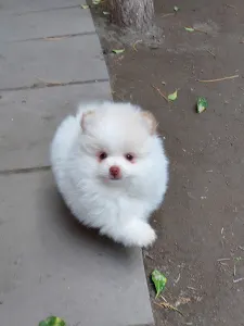 Pomeranian - Mateo