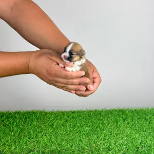 Pomeranian - Ropi